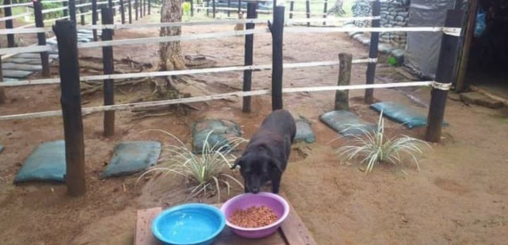 Soldados derriban base militar en Popayán y desaparecen animales que vivían allí