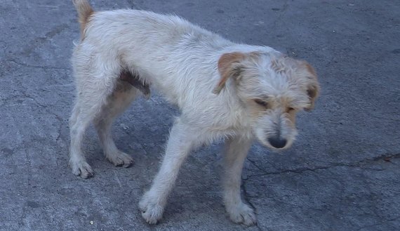 Con escopeta de perdigones, hombre asesinó a un perro en Palmira, Valle del Cauca