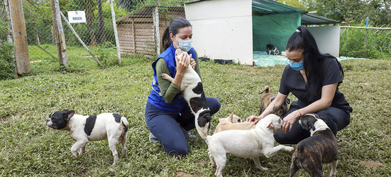 Así será el Centro de Bienestar Animal de Cali