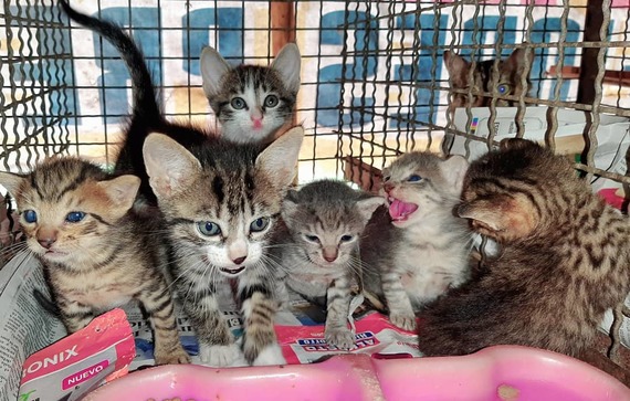 Lluvias en Santander dejan damnificados a perros y gatos de albergues