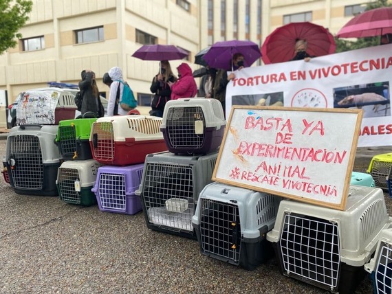 Madrid quita licencia para investigar a Vivotecnia por maltrato animal