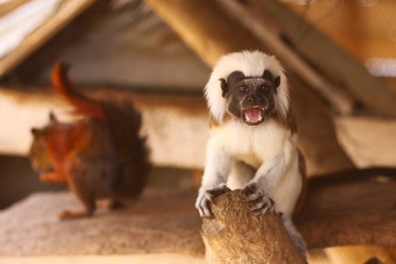 Aprobado el Código Nacional de Protección y Bienestar Animal en Colombia