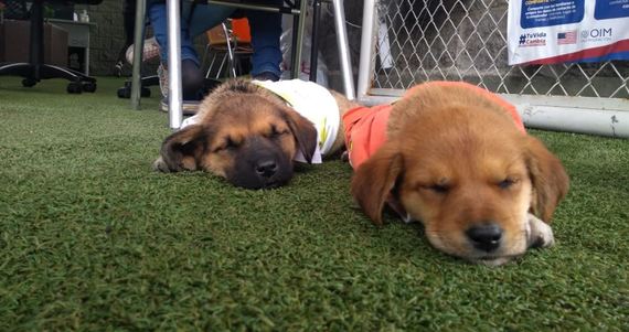 Caninantes: la campaña que busca brindar atención a los animales de compañía de las familias migrantes