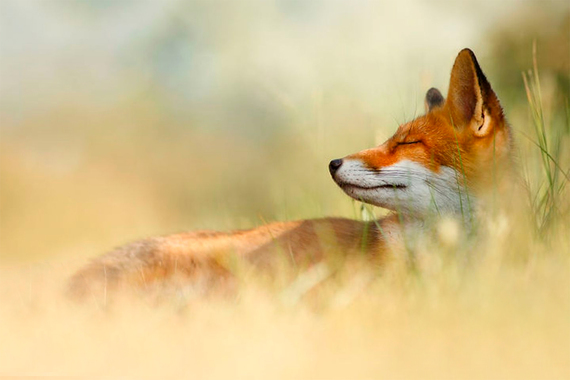 Israel prohíbe la venta de pieles a la industria de la moda