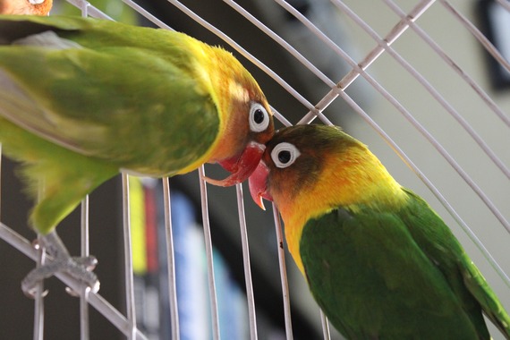 Comienza a regir en Bogotá el acuerdo que prohíbe la venta de animales vivos en las plazas de mercado