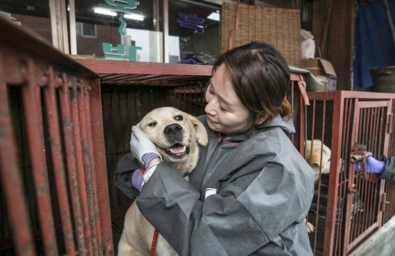 Corea del Sur otorgará estatus legal a los animales para combatir el abuso y el abandono