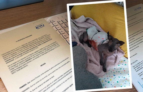 Denunciamos grave caso de maltrato animal a gatos en Torelló (Barcelona)