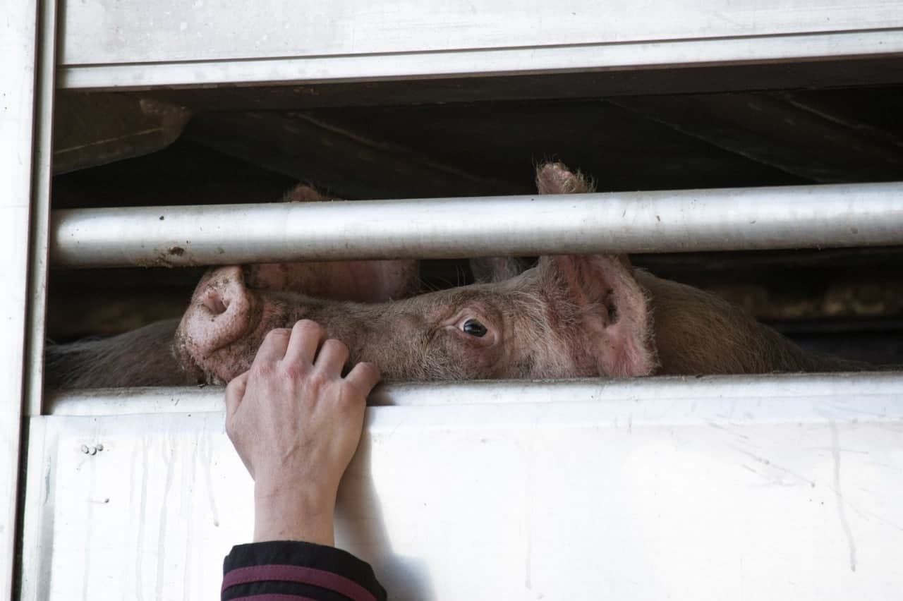 Hoy se vota el fin del transporte de animales vivos ¡Necesitamos tu ayuda!