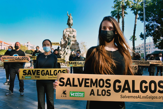 Decenas de activistas protestan en Palma de Mallorca en defensa de galgos y podencos