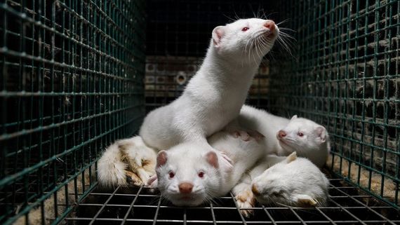 Italia anuncia prohibición total de las granjas peleteras en su territorio