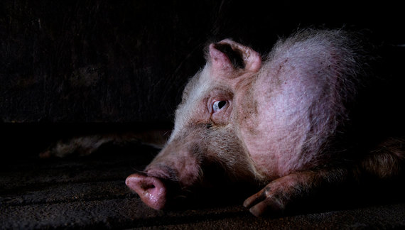 Let's shut down factory farms once and for all