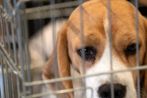 ¡Salvemos a los cachorros Beagle del sacrificio!
