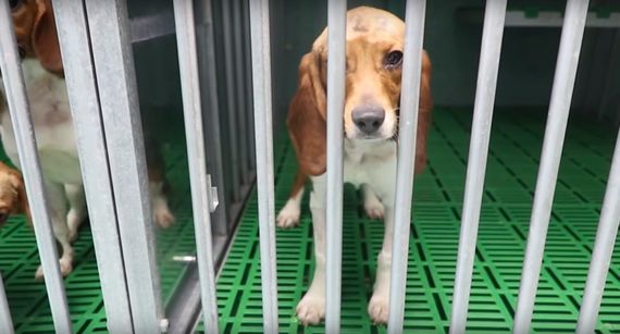 Solicitamos la cesión de los perros Beagle