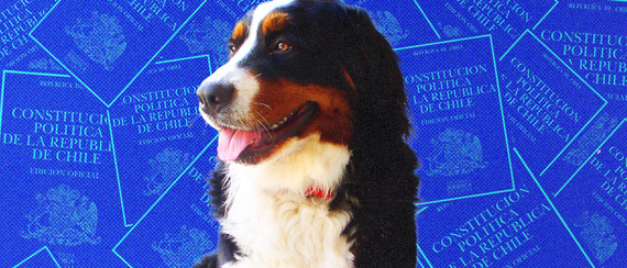 Chile incluye la sintiencia de los animales en su nueva Constitución