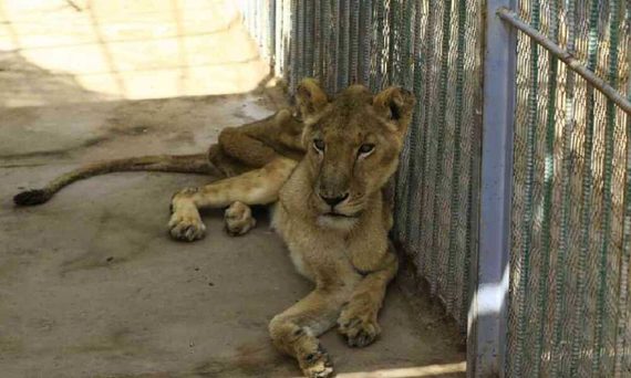  Black Jaguar White Tiger: The horror for animals that cannot go unpunished 