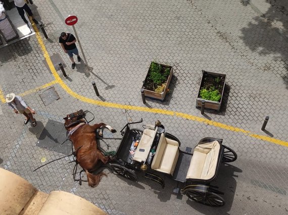 Un caballo de una galera tropieza y cae al suelo en Palma de Mallorca