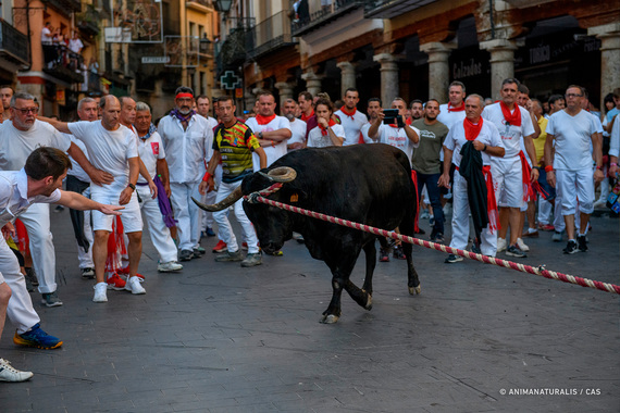 AnimaNaturalis was a witness to the harassment of the bulls in Teruel