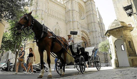 ¡Victoria! El Ayuntamiento de Palma aprueba la supresión de las galeras tiradas por caballos
