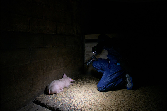 Libertad sin cargos para los activistas que rescataron a dos cerdos enfermos de una granja en EEUU