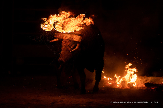 A bull collapses exhausted after being hit with fire in Medinaceli