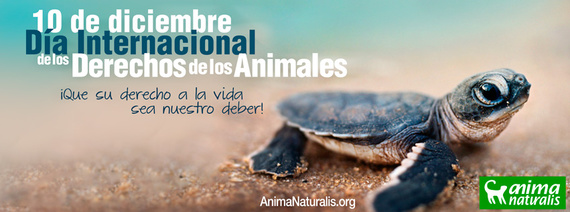 10 de diciembre: Día Internacional de los Derechos Animales