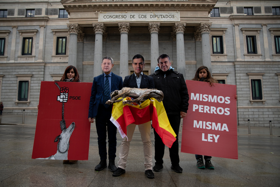 ¡Pedro Sánchez sujeta un galgo muerto frente al Congreso!