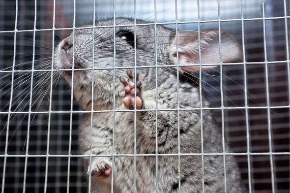 California prohibe los abrigos de pieles y los circos con animales