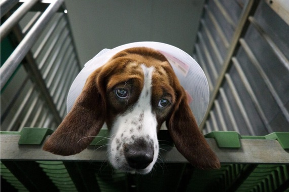 AnimaNaturalis y Faada pedimos la pena máxima para los responsables del escándalo de Vivotecnia