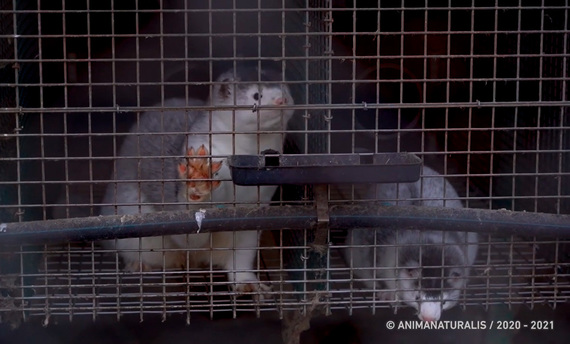 AnimaNaturalis exposes the hidden reality of mink farms in Spain
