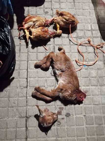 Juez reconoce delito de maltrato animal en un caso de santería