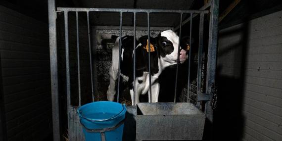 Nueva evidencia revela la crueldad sistemática de la cría industrial de animales