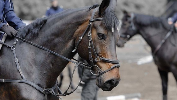 Caballos y perros no podrían ser llevados a protestas por policías en Colombia