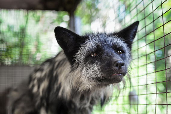Más de 1,5 millones de ciudadanos exigen una Europa sin pieles 