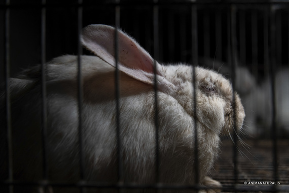 We bring to light the horror of rabbit factory farms in Spain