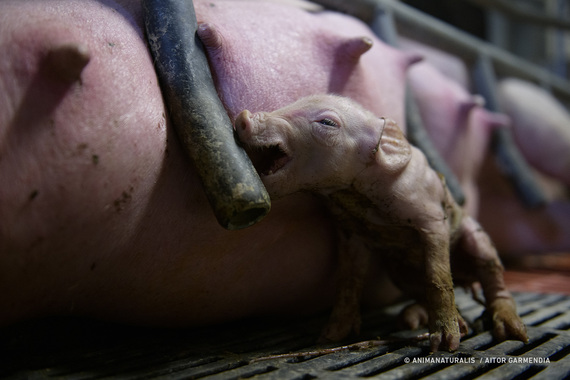 Queja al Defensor del Pueblo: la CE no ha cumplido con la ICE sobre bienestar animal