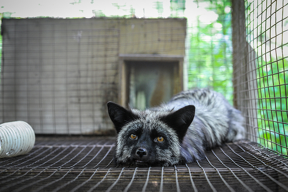 Iniciativa Fur Free Europe: las granjas peleteras en Europa podrían finalmente prohibirse