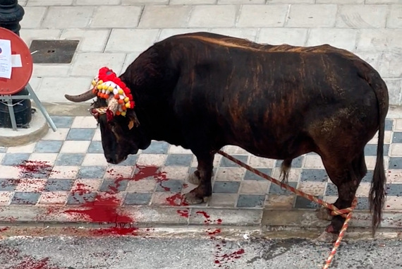 Las calles de Godelleta se tiñen de sangre en sus fiestas taurinas