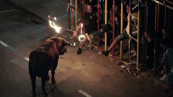 Zaragoza amenaza el bienestar animal con el regreso de los festejos taurinos a sus calles