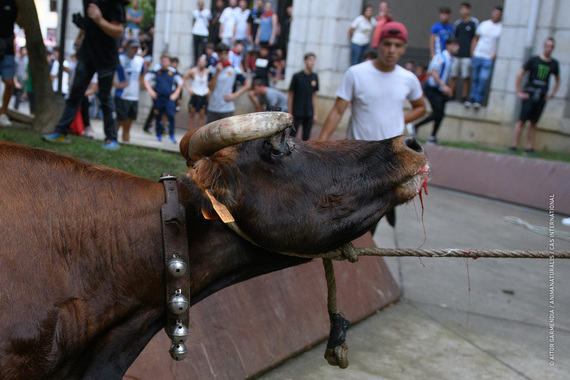 Sokamuturra: Una tradición cuestionada por el sufrimiento animal