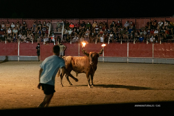 La Generalitat Valenciana financiará accidentes en festejos taurinos fuera de su territorio