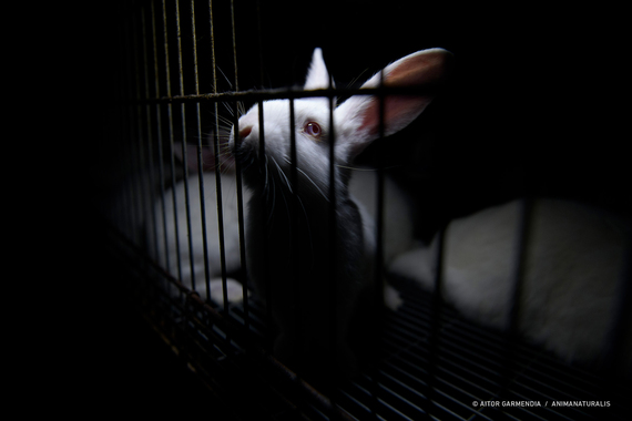 AnimaNaturalis Photograph Featured in 'Silent Suffering' Exhibition at the European Parliament