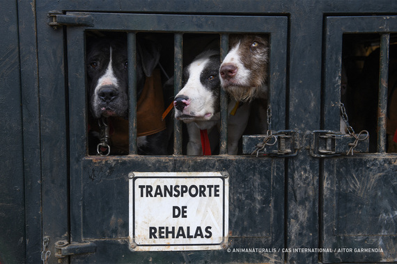 Europa al borde de excluir a los perros de caza de la normativa de protección animal