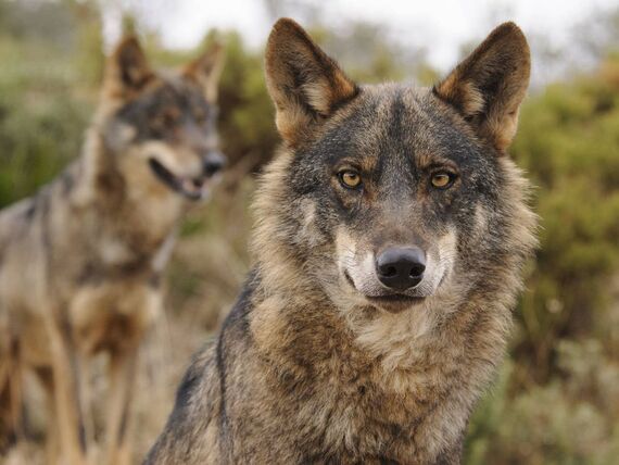 España quita la protección del lobo colada dentro de la ley contra el desperdicio alimentario