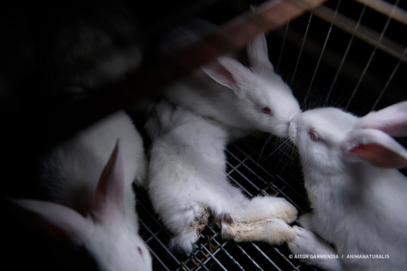 Industria cunícola española se desploma ante las posibles mejoras en bienestar animal para los conejos
