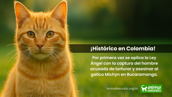 Justicia para Michyn: Colombia aplica por primera vez la Ley Ángel tras brutal caso de maltrato animal