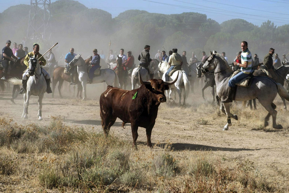 Una nueva victoria judicial en Tordesillas sigue salvando la vida del Toro de la Vega