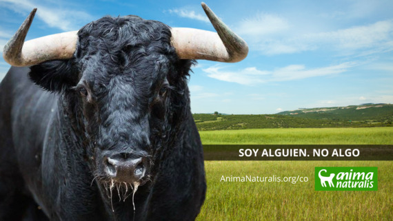 De la arena al arte: Colombia celebra un año de la ley que desterró las corridas de toros