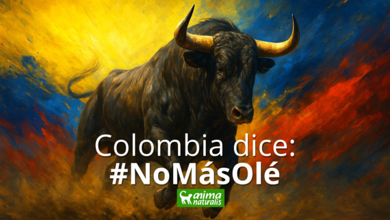 Colombia defiende su avance histórico por los animales: la Ley 2385 de 2024, otra vez en el banquillo