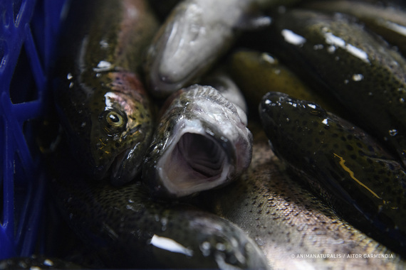 The invisible agony of fish in Spain's fish farms