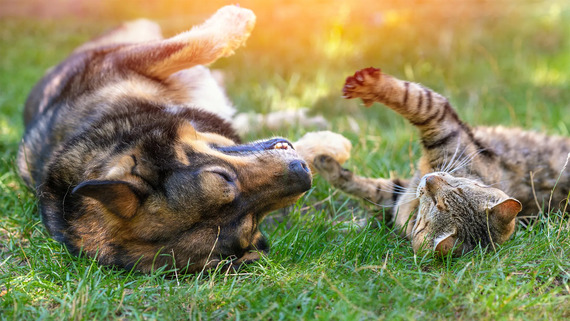 European Parliament approves historic standards for dogs and cats 